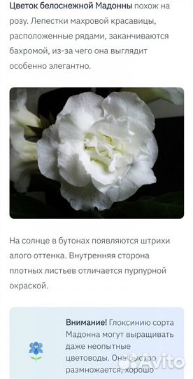 Комнатные цветы. Глоксиния белая махровая