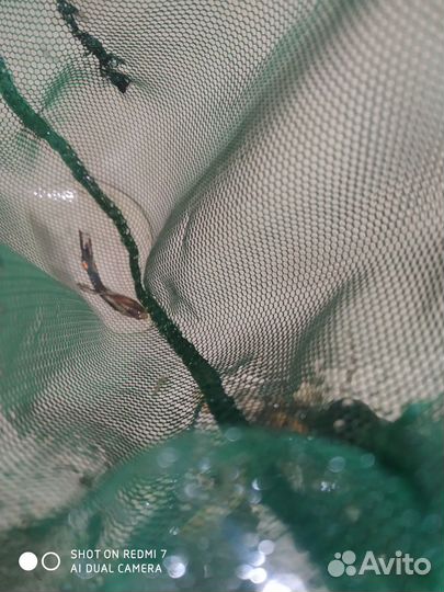 Аквариумные рыбки гуппи