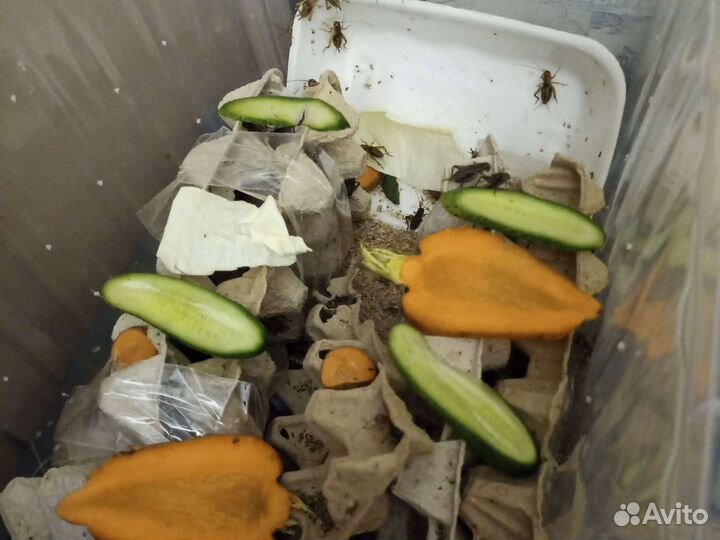 Сверчки, тропическая мокрица, хрущак, зоофобус