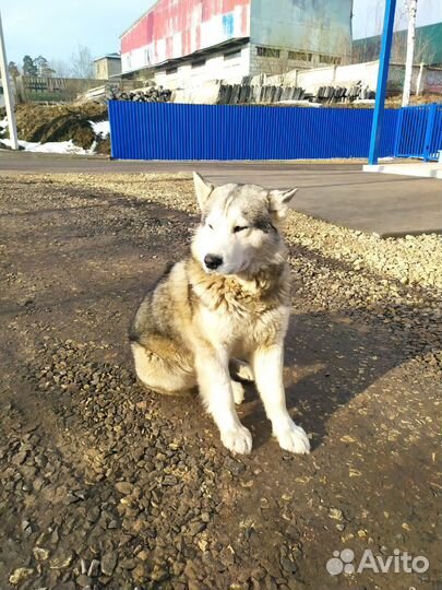 Собака в добрые руки отдам бесплатно