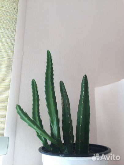 Продам цветы комнатные