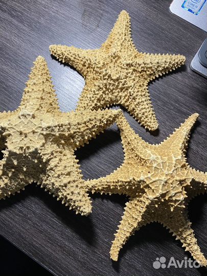 Морская звезда