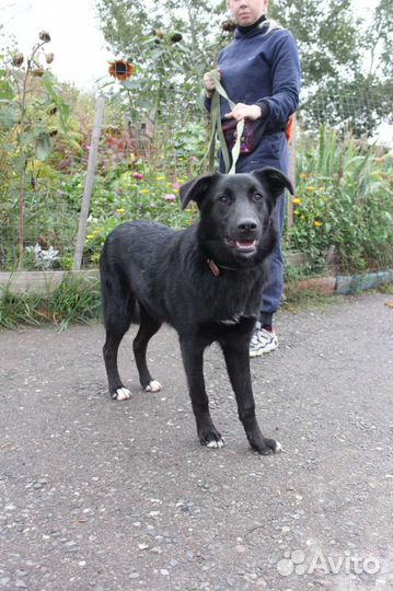 Спасите собаку из приюта