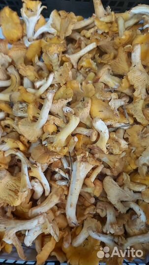 Грибы лисички цена за ящик