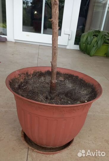 Фикус каучуконосный с горшком
