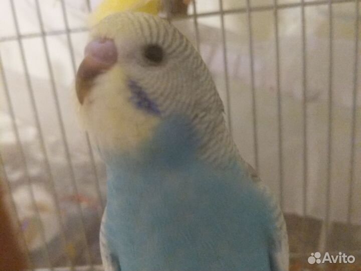 Птенцы волнистый попугай