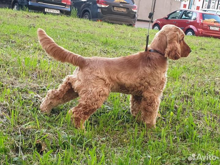 Вязка, английский кокер спаниель, кобель, развязан