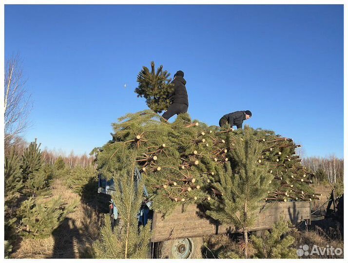 Сосна Рождественская