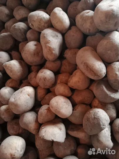 Картошечка