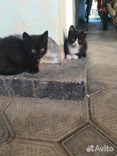 Котята в добрые руки бесплатно
