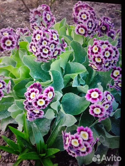 Аурикула(примула ушковая)