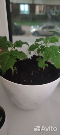 Рассада помидор chery многолетник