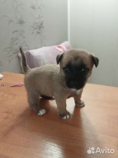 Щенок Джек Рассел терьер