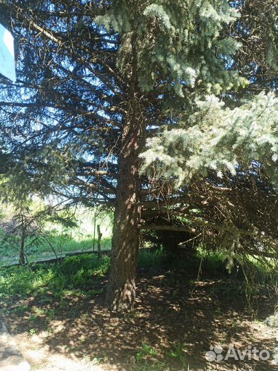 Ель голубая крупномер