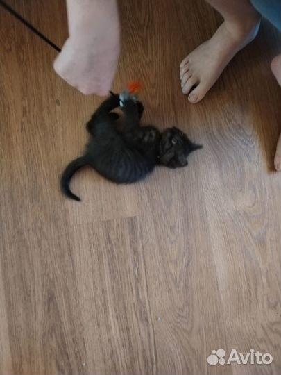 Отдам в добрые руки котенка