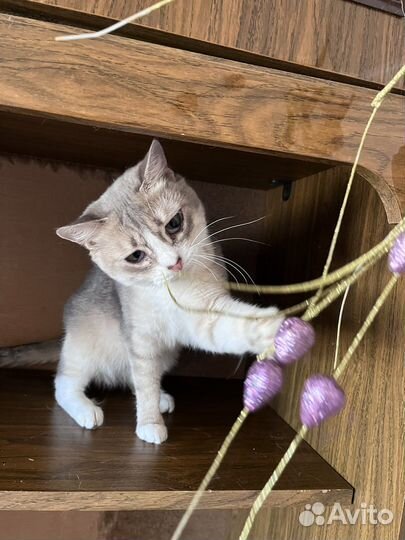 Очаровательная кошечка в добрые ручки