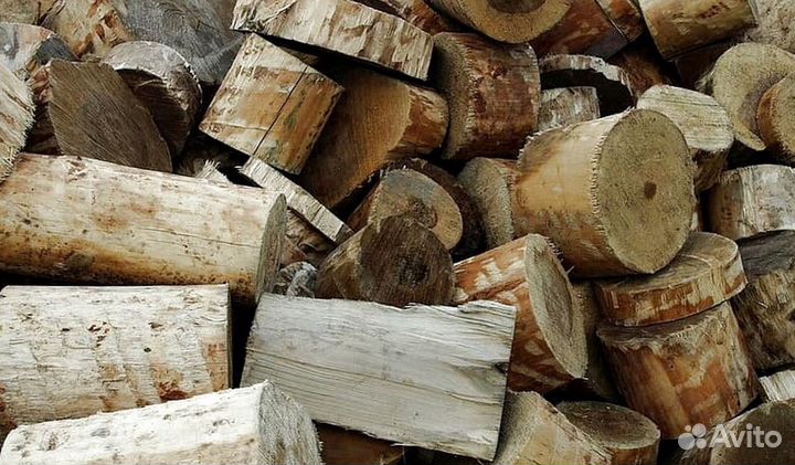 Береза на выбор