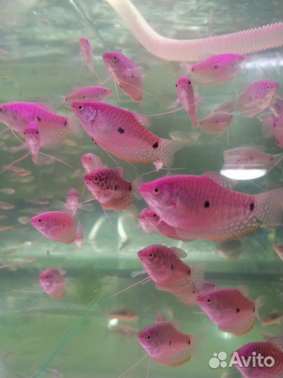 Аквариумные рыбки, грунт, растения