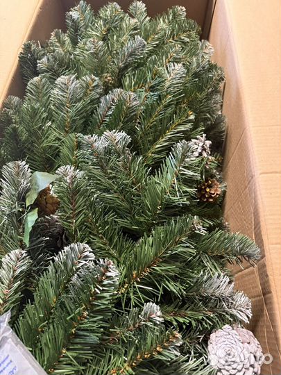 Ель императорская заснеженная 185 см