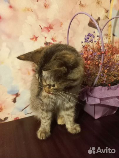 Кошка в дар