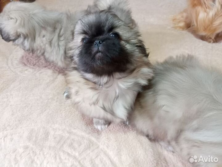 Щенки пекинеса