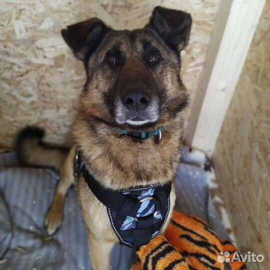 Золотая собака ищет дом