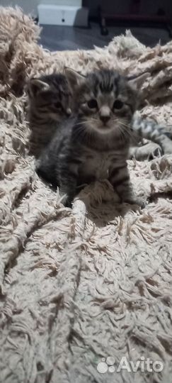 Бенгальские котята