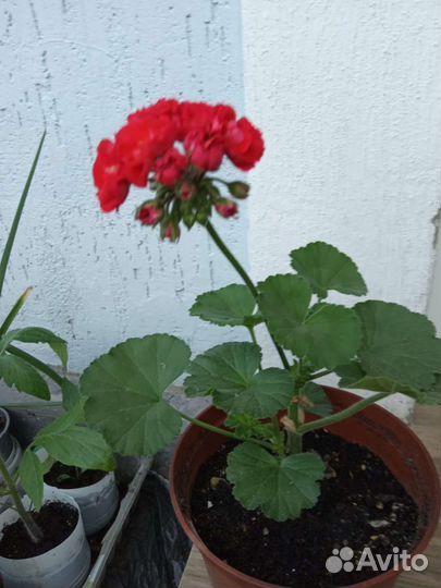 Пеларгония герань розовидная редкая