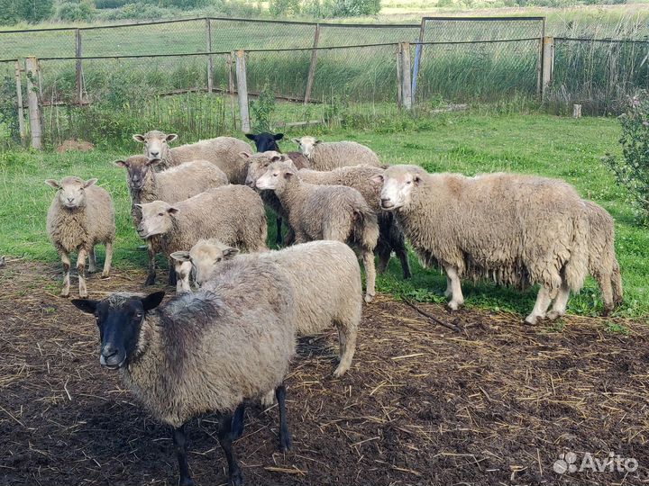Продам овец
