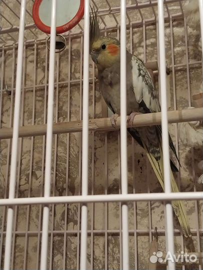 Попугай Корелла