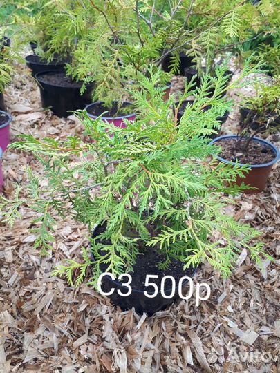 Туя глобоза