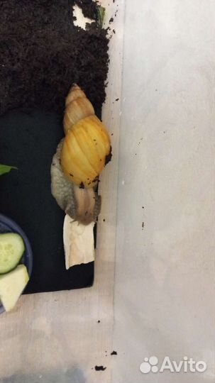 Улитки Ахатины фулика родация