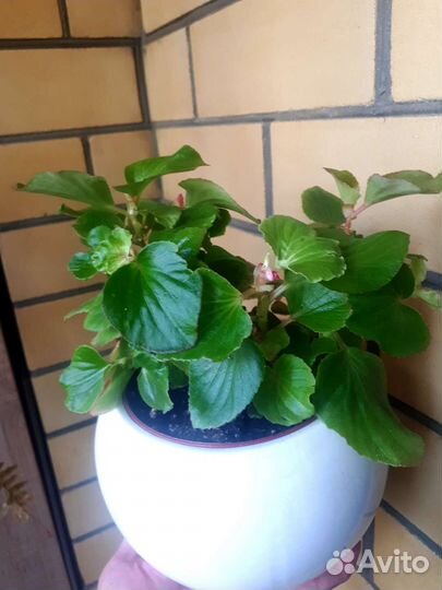 Сциндапсус,эпипремнум,бегония,сигнониум