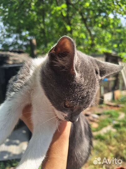 Кошка в добрые руки бесплатно