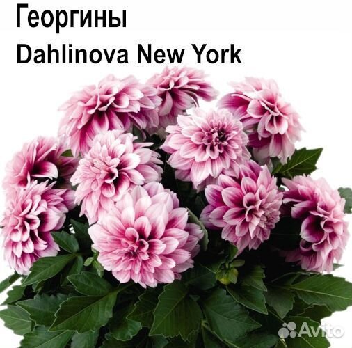 Георгины вегетативные