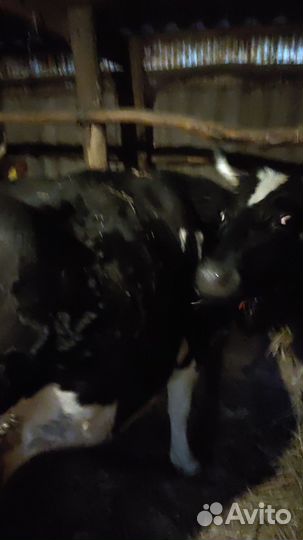 Корова высокоудойная