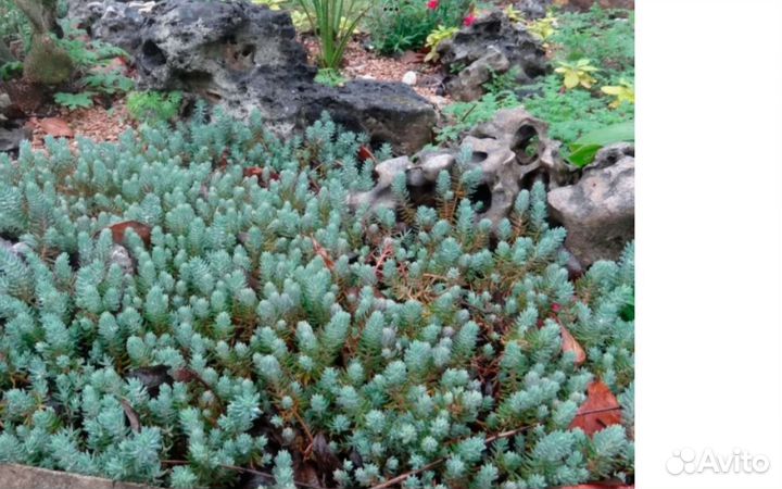 Суккуленты садовые, почвопокровники