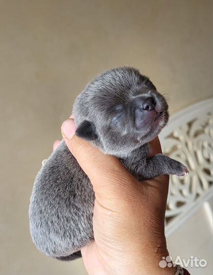 Продажа щенков чихуахуа