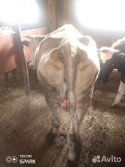 Корова стельная