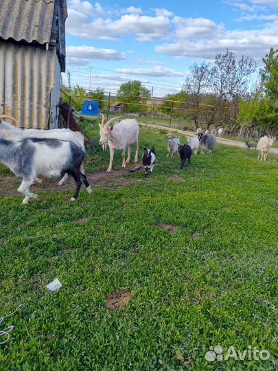 Продаются козы