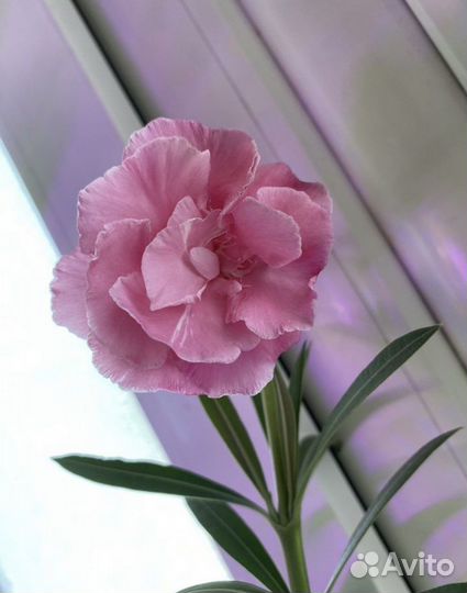 Олеанд нежно - розовый махровый