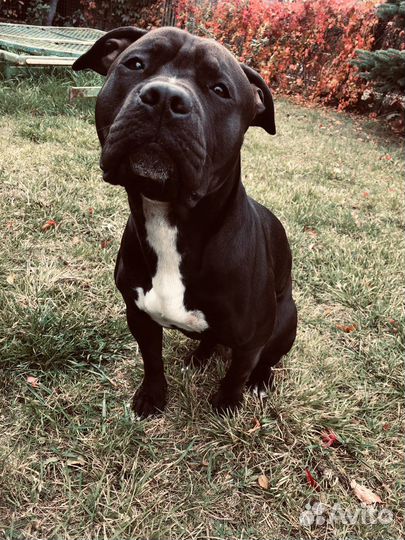 Вязка стаффордширский терьер