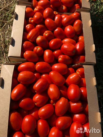 Помидоры