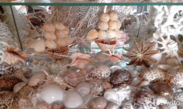 Раковины, ракушки, кораллы