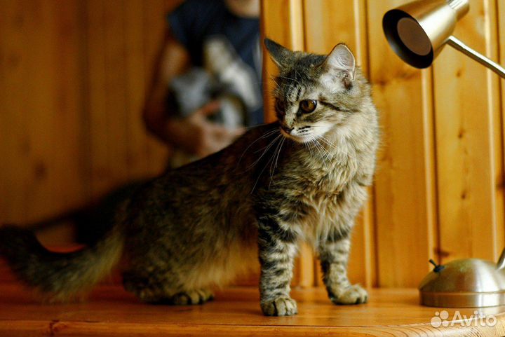Кошка в добрые руки