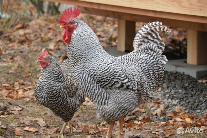 Инкубационное яйцо для всех