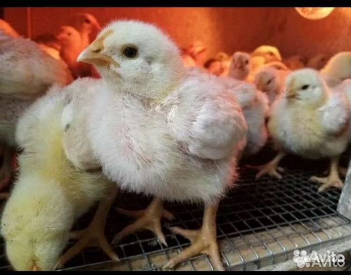 Гусята,утята,цыплята бройлер