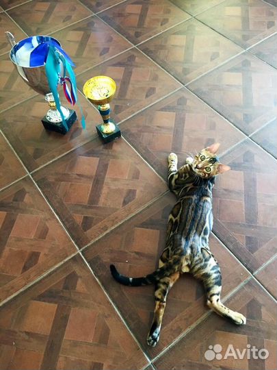 Бенгальский кот