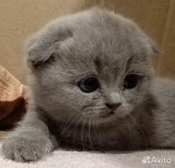 Шотландские котята