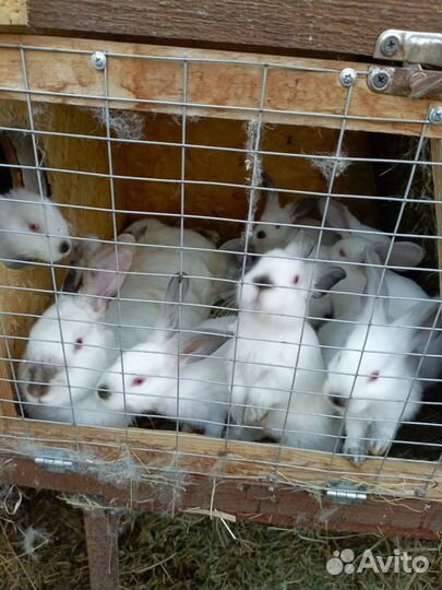 Калифорнийские кролики